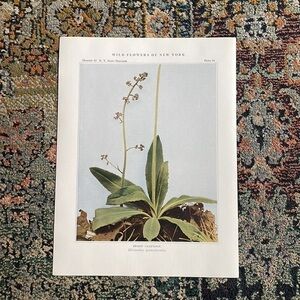 🖤5/$25 Antique Botanical Plant Print Original over 100 years old